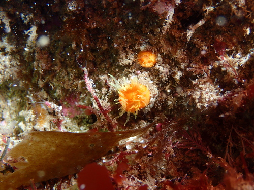 Balanophyllia regia