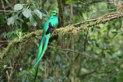 Resplendent Quetzal photo 5