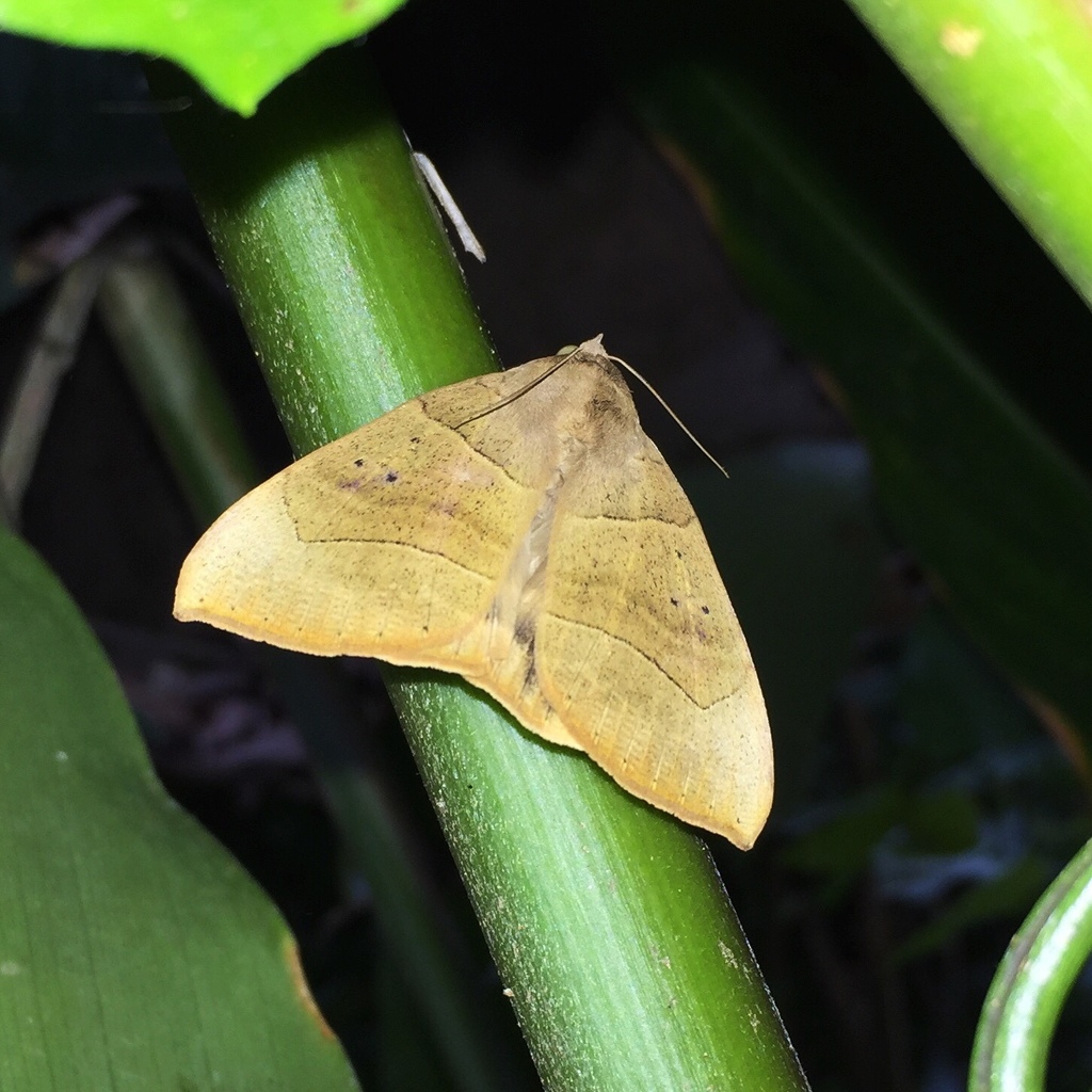Achaea trapezoides