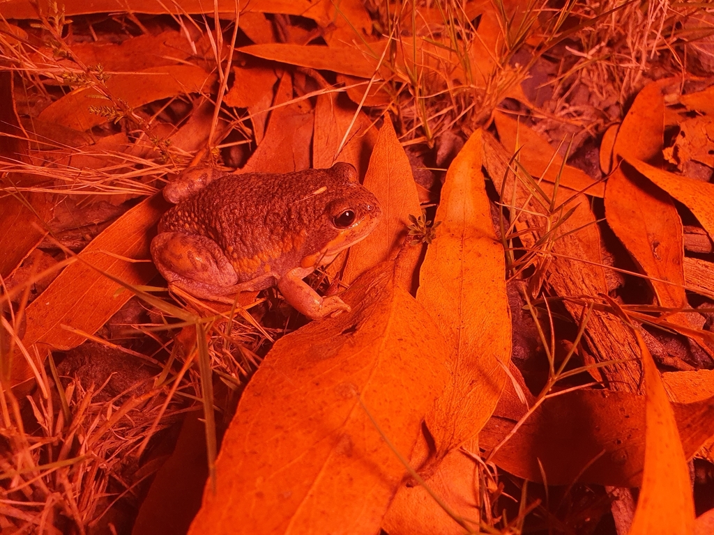 Eastern Banjo Frog from Woowookarung Regional Park on April 4, 2023 at ...