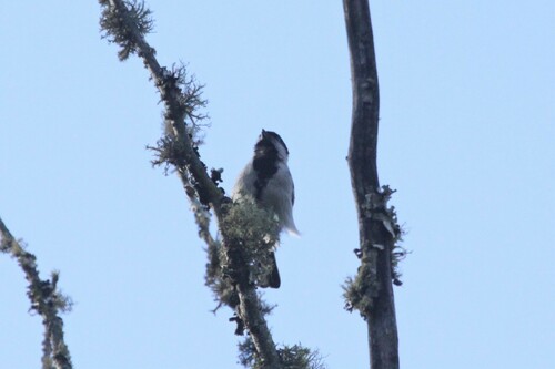 Miombo Tit (Melaniparus griseiventris), photo 3