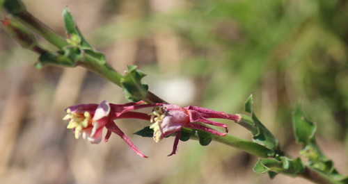 Oenothera indecora iNat (1)