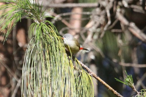 Yellow-bellied Waxbill (Coccopygia quartinia), photo 10