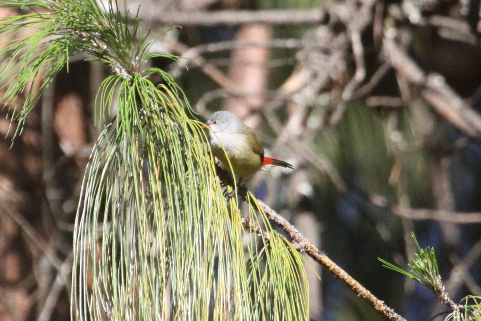 Yellow-bellied Waxbill illustration