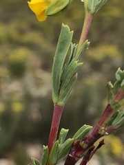 Hermannia aff-denudata