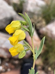 Hermannia aff-denudata