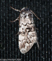 Panthea acronyctoides