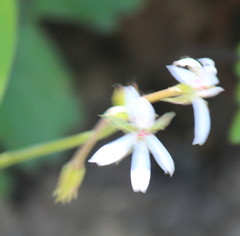 Pelargonium ranunculophyllum