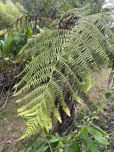 Cyathea X sessilifolia