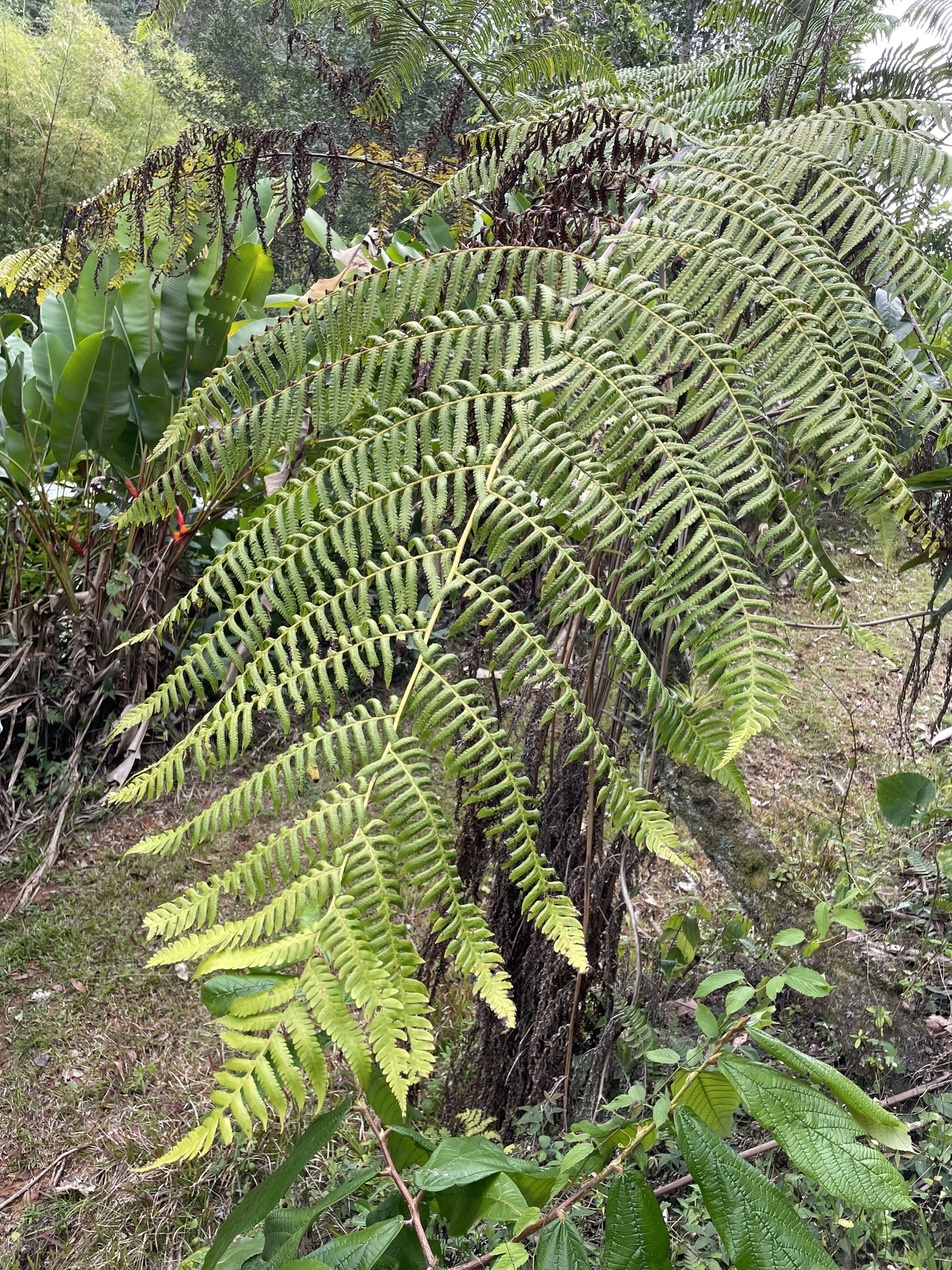 Cyathea X sessilifolia