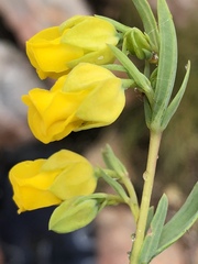 Hermannia aff-denudata