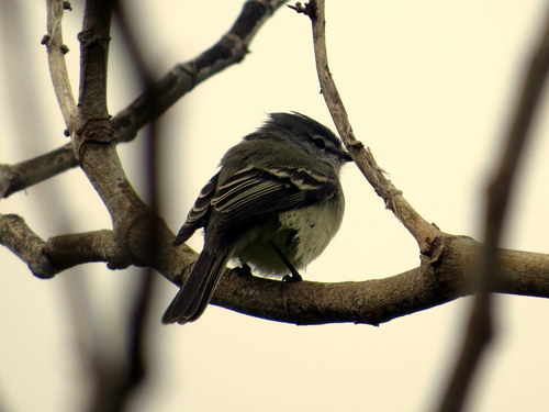 Serpophaga griseicapilla