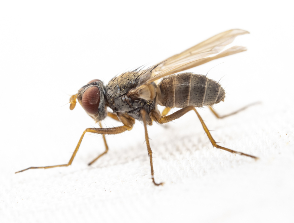 Eutrixa