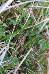 Sigaus campestris
