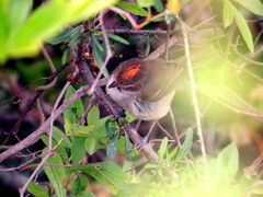 Euscarthmus meloryphus