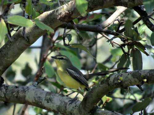Stigmatura budytoides