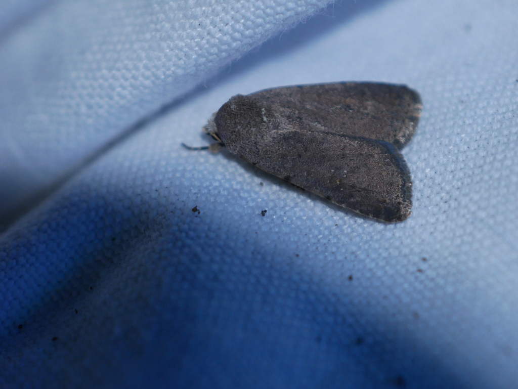 Caradrina levantina