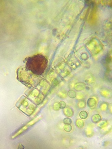 Phymatodocis