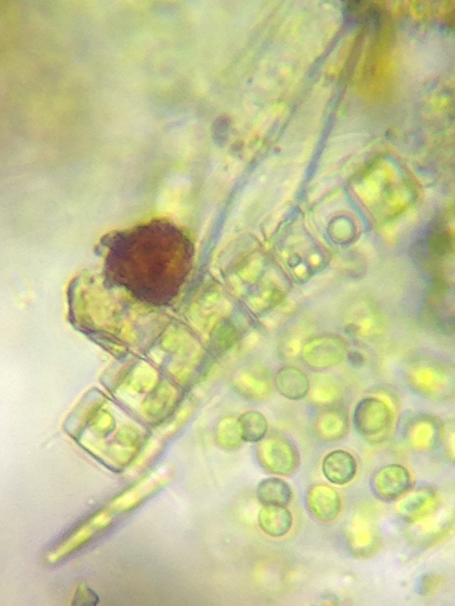 Phymatodocis