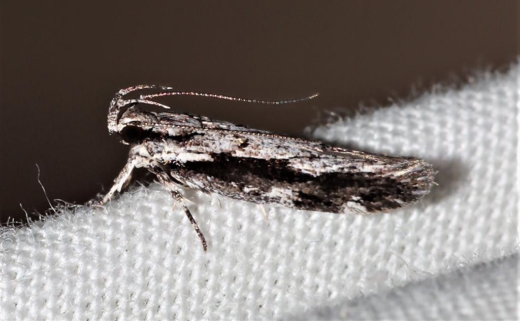 Macrobathra embroneta