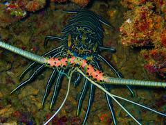 Spiny Lobster