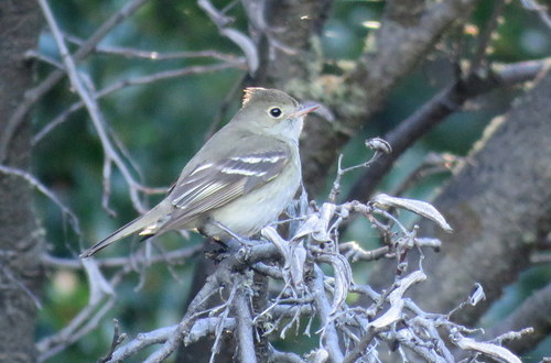 Elaenia albiceps