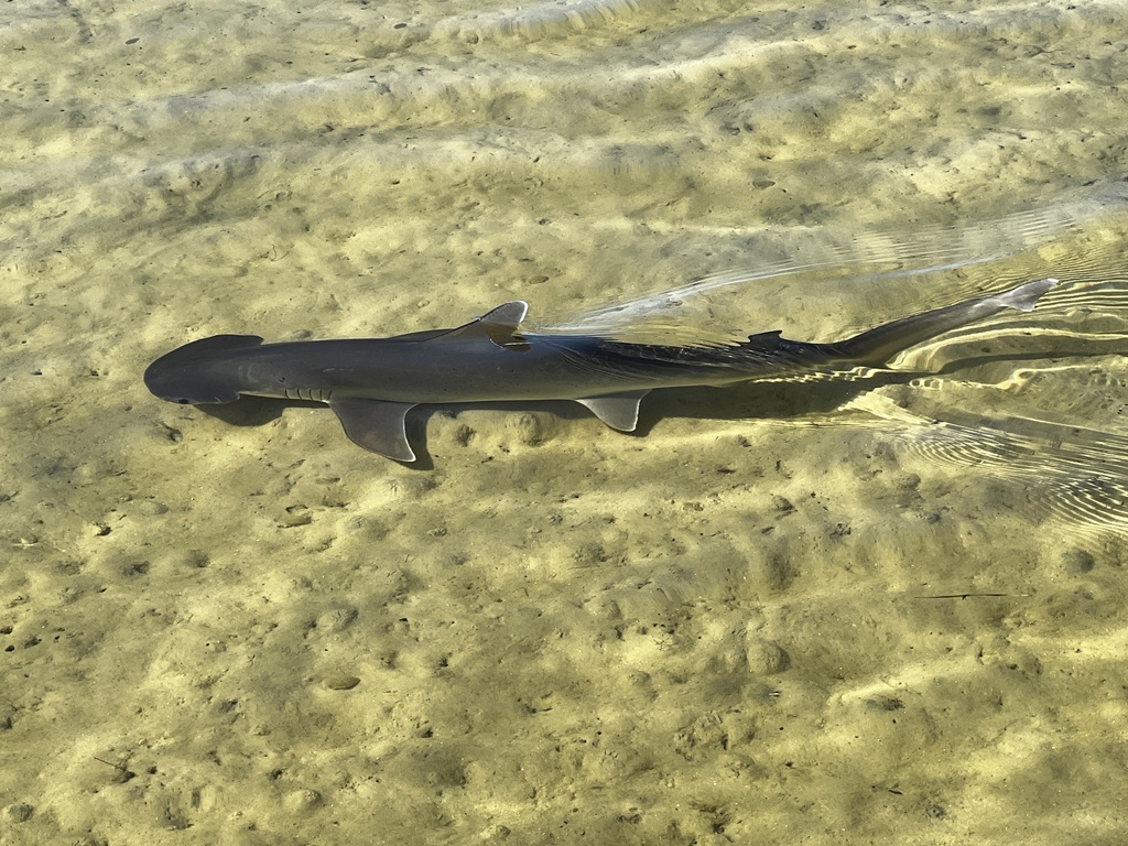 Bonnet hammerhead (Sphyrna tiburo) — Sphyrnidae