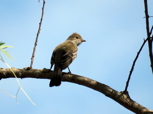 Elaenia spectabilis
