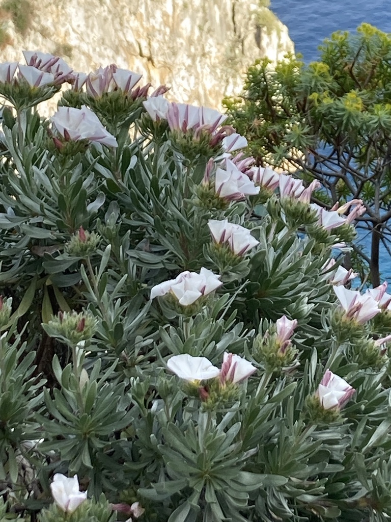Convolvulus cneorum, Isola di Capri, Capri, Campania, IT