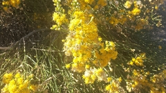 Lepidospartum squamatum