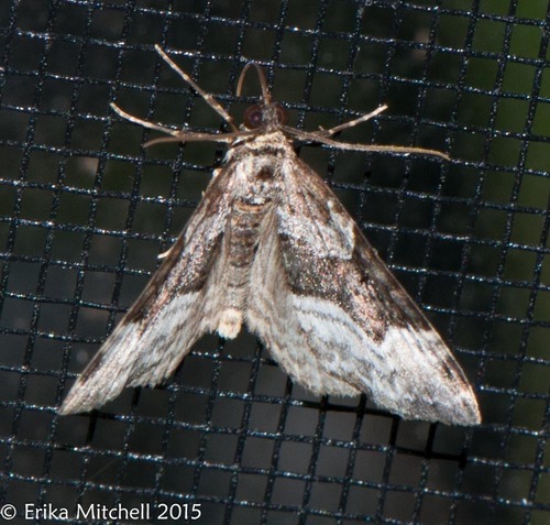 American Sharp-angled Carpet