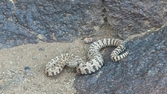 Crotalus stephensi