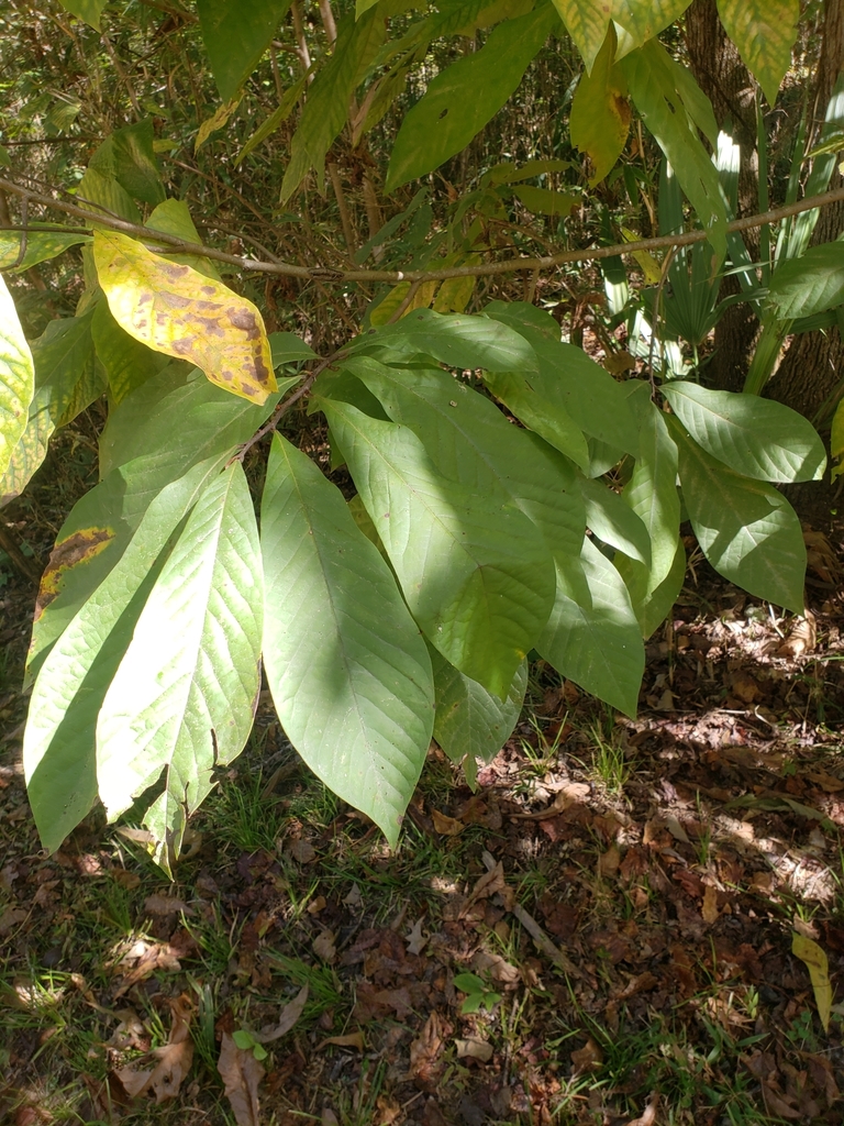 common pawpaw from Marengo County, US-AL, US on October 12, 2018 at 10: ...