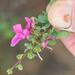 Indigofera Sp4 Ms - Photo (c) Alan Manson, some rights reserved (CC BY), uploaded by Alan Manson