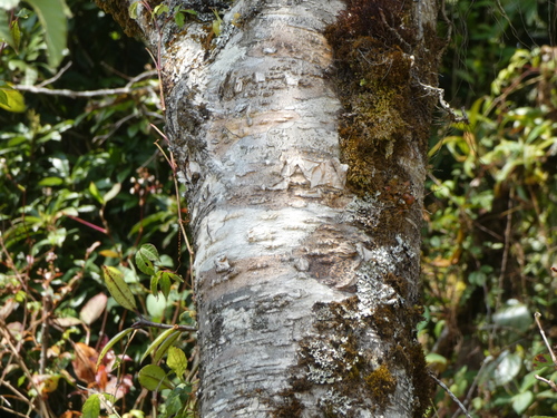Betula alnoides, photograph 6