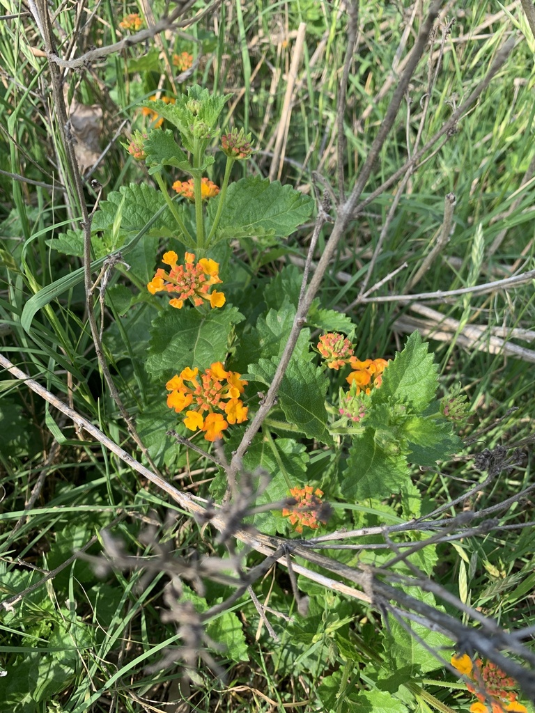 Texas lantana from Voelcker Ln, San Antonio, TX, US on April 04, 2023