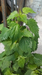 Ageratina altissima