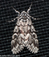 Panthea acronyctoides