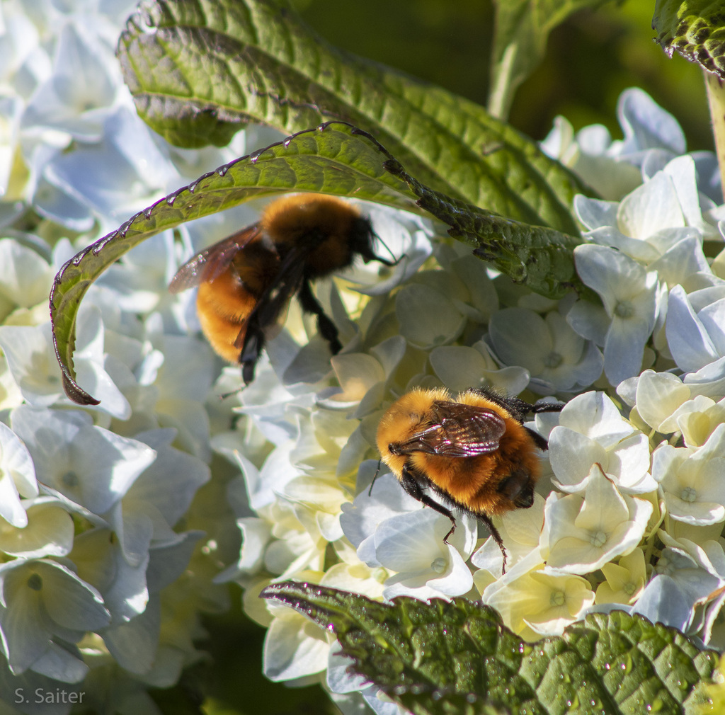 Giant Bumble Bee