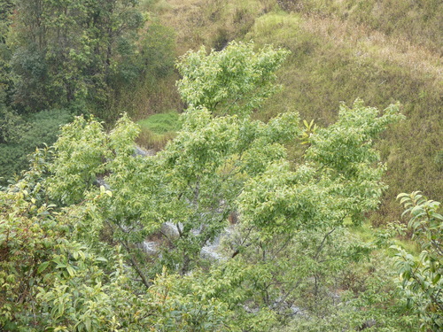 Betula alnoides, photograph 5