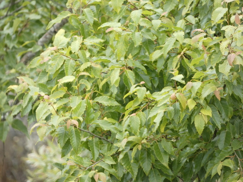 Image of Betula alnoides by (c) luluchouette, some rights reserved (CC BY)