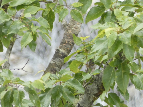 Betula alnoides, photograph 4