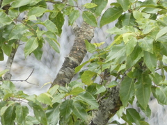 (c) luluchouette, some rights reserved (CC BY) Betula alnoides, photograph (c) luluchouette, some rights reserved (CC BY)