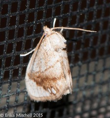 Packardia geminata