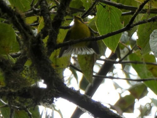 Yellow-bellied Fantail (Chelidorhynx hypoxanthus), photo 7
