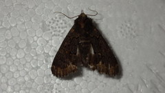 Catephia alchymista