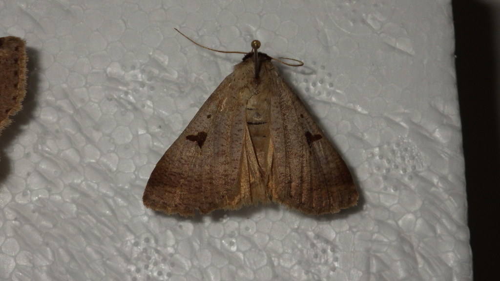 Lygephila lusoria