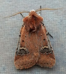 Eucoptocnemis fimbriaris