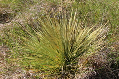 Aciphylla subflabellata