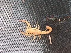 Paravaejovis confusus